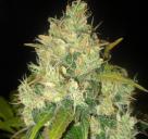 Delicious Seeds - Black Russian