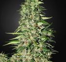 Diamond Girld by Green House Seeds