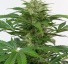 Haze Autoflowering CBD by Dinafem Seeds