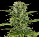 Haze Autoflowering by Dinafem Seeds