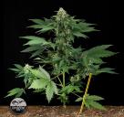 Dinafem - Roadrunner Autoflowering