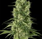 Santa Sativa by Dinafem Seeds