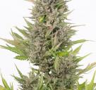 Critical+ Auto CBD
