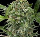 White Cheese Autoflowering by Dinafem Seeds