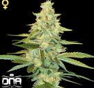 Cannapedia.cz: Konopná odrůda Cannalope Kush od DNA Genetics / Cannalope Kush marijuana strain by DNA Genetics