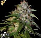 Cannapedia.cz: Sour Cream konopná odrůda od DNA Genetics / Sour cream marijuana strain by DNA Genetics