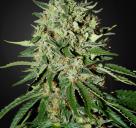 The Doctor by Green House Seeds