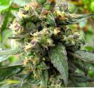 Trance od Dutch Passion / Trance marijuana strain by Dutch Passion