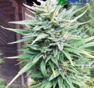 E-Rocket je konopnou odrůdou od Blue Hemp / Cannapedia.cz / E-Rocket cannabis strain by Blue Hemp