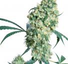 Cannapedia.cz: Ed Rosenthal Super Bud od Sensi Seeds