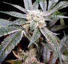 El Fuego od Grow Your Own na Cannapedia.cz / do not support dealers - Grow Your Own! like this awesome El Fuego aka The Fire