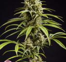 Fruity Jack / Jack El Frutero by Philosopher Seeds