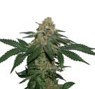 Grandaddy Confidential Kush by Seed Stockers
