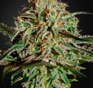 A.M.S. by Green House Seeds