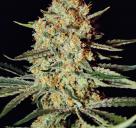 Himalaya Gold by Green House Seeds