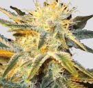 Marijuana strain Ice by Nirvana Seeds on Cannapedia.cz