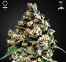 Jack Herer od Green House Seeds