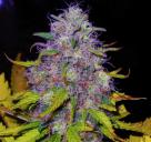 Jock Horror by Nirvana Seeds