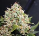 Nude Pix - Marihuana link to sperm to Marihuana sperm link