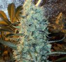 Power Plant feminized by Spliff Seeds