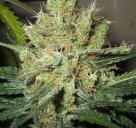 Pure Power Plant by Nirvana Seeds