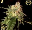 Cannapedia.cz: OG Kush od Reserva Privada 