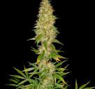 Royal Thai by Spliff Seeds