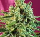 S.A.D. Sweet Afgani Delicious CBD® by Sweet Seeds