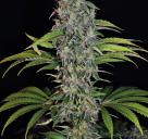 S.A.G.E.® CBD by TH Seeds