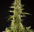 Sugar Pop by Philosopher Seeds