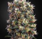 The Church by Green House Seeds