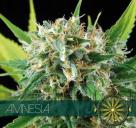 Cannapedia: Odrůda konopí Amnesia od seedbanky Vision Seeds