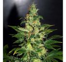 Chronic Haze by World of Seeds / Chronic Haze od World of Seeds