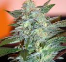 Yumbolt 47 by World of Seeds