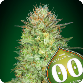 Auto Sweet Critical by 00 Seeds