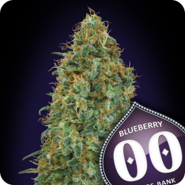 Blueberry by 00 Seeds