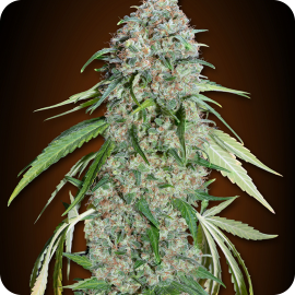 Chocolate Skunk CBD by 00 Seeds