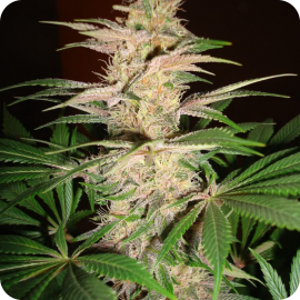 Cannapedia.cz: Pink Plant by Eva Seeds