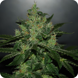 Cannapedia: Critical Jack Herer auto od seedbanky Delicious Seeds