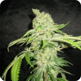 Auto Northern Lights by Pyramid Seeds on Cannapedia