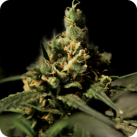 Cannapedia.cz: Citral Skunk od Bulldog seeds / Citral Skunk by Buldog Seeds seedbank