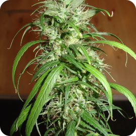 Velmi oblíbená konopná odrůda Haze od Homegrown Fantaseeds na Cannapedia.cz / Cannapedia.cz presents popular marijuana strain Haze by Homegrown Fantaseeds