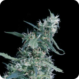 Arjan’s Ultra Haze od Green House Seeds na Cannapedia.cz