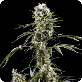 Cannapedia.cz: Super Lemon Haze od Green House Seeds skvělá odrůda konopí