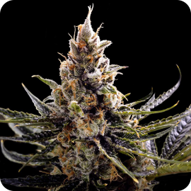 Cannapedia: semena marihuany 24K Gold od DNA Genetics / Marihuana seeds 24K Gold by DNA Genetics