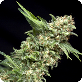 Alpujarrena by Pyramid Seeds on Cannapedia.cz / Cannapedia.cz, největší databáze konopných odrůd, vše na jednom místě!