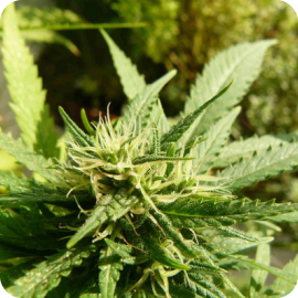 Arjan’s Strawberry Haze od Green House Seeds na Cannapedia.cz