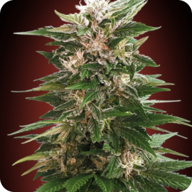 Kaya 47 by Advanced Seeds