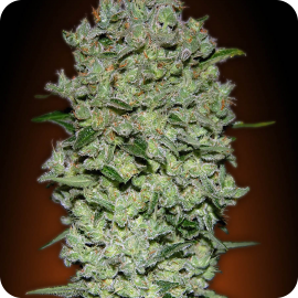 Auto Bio Diesel Mass by Advanced Seeds