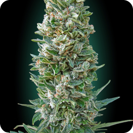 Auto Heavy Bud by Advanced Seeds